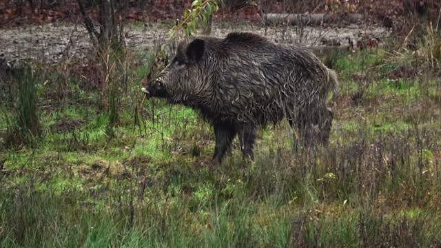 Batidas de jabalí en Austria y Hungría