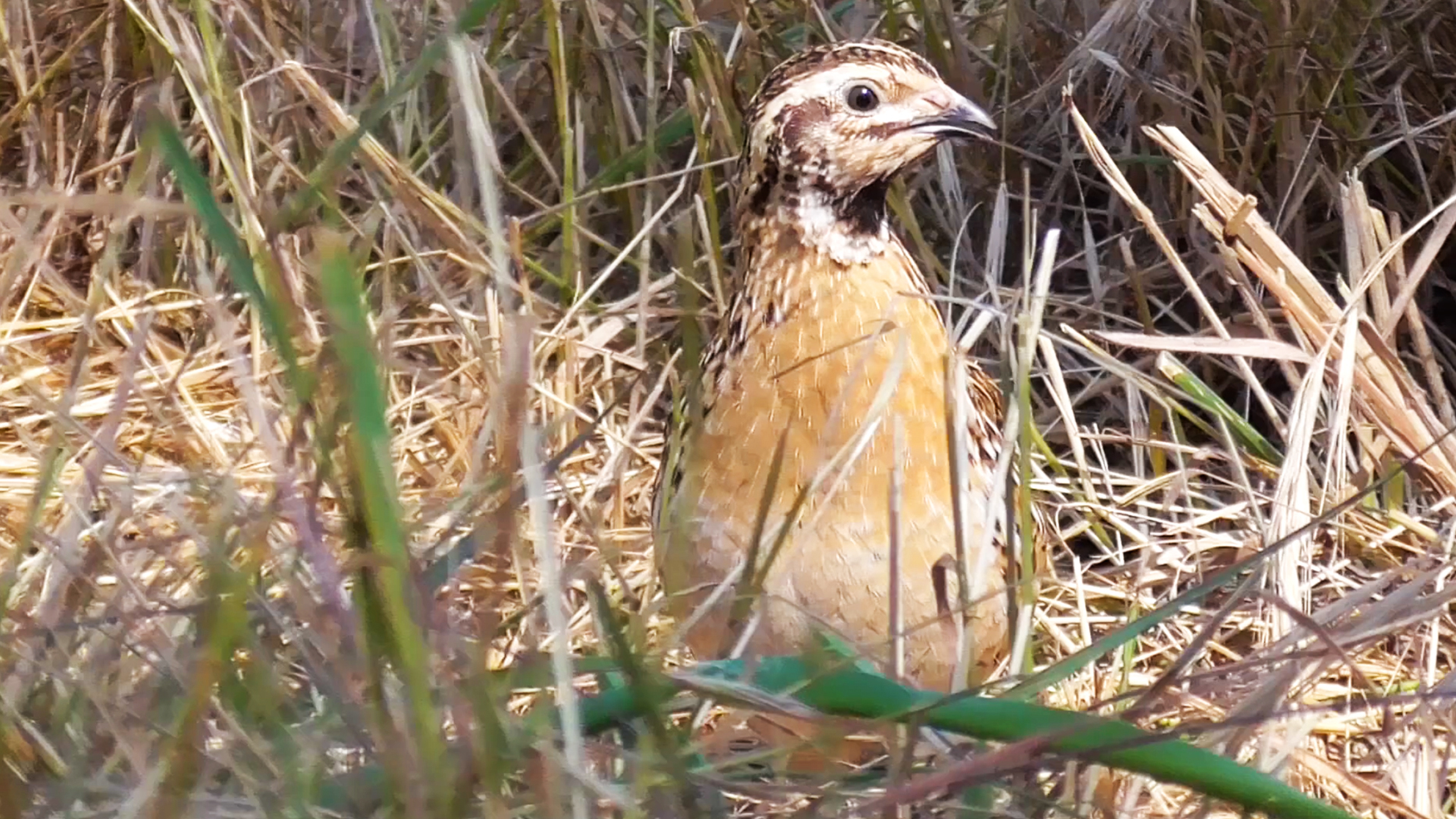 Codornices. Temporadas irregulares