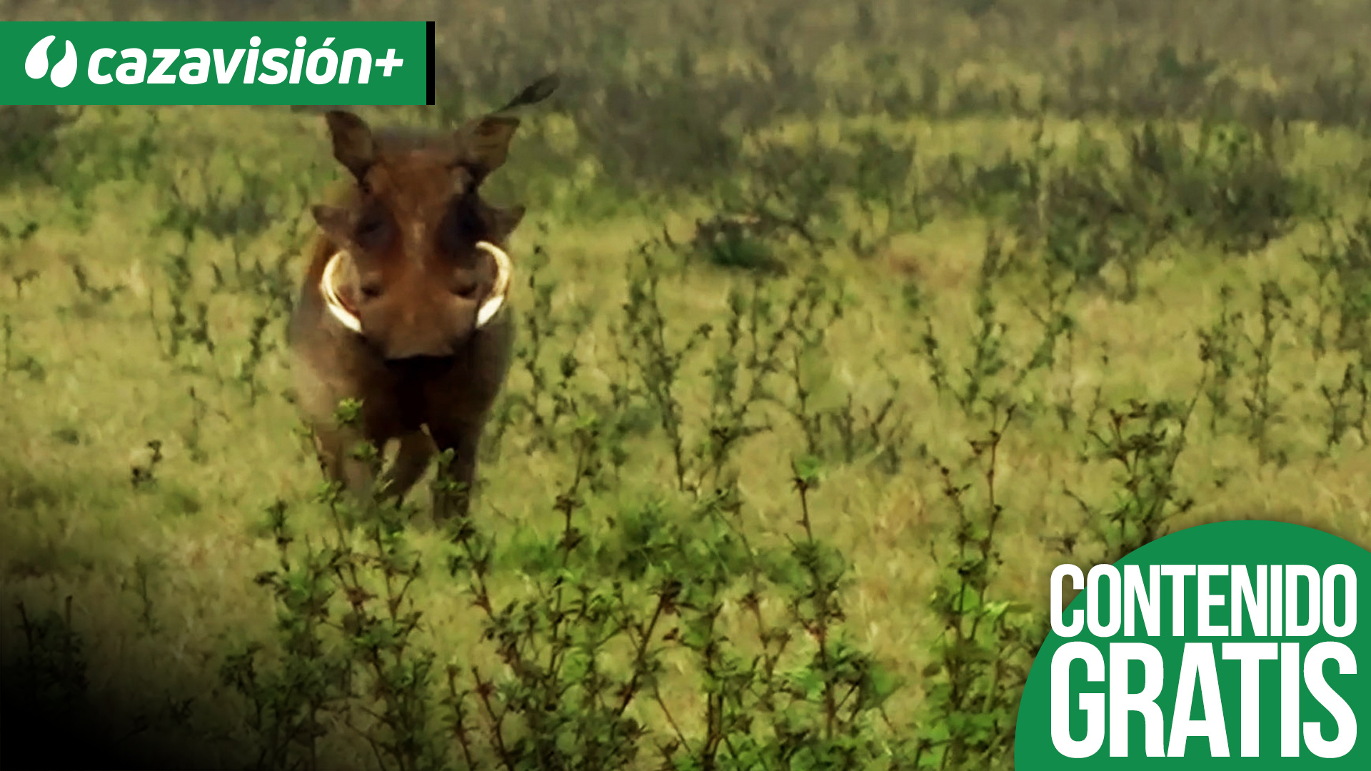 Caza de facocheros por manada