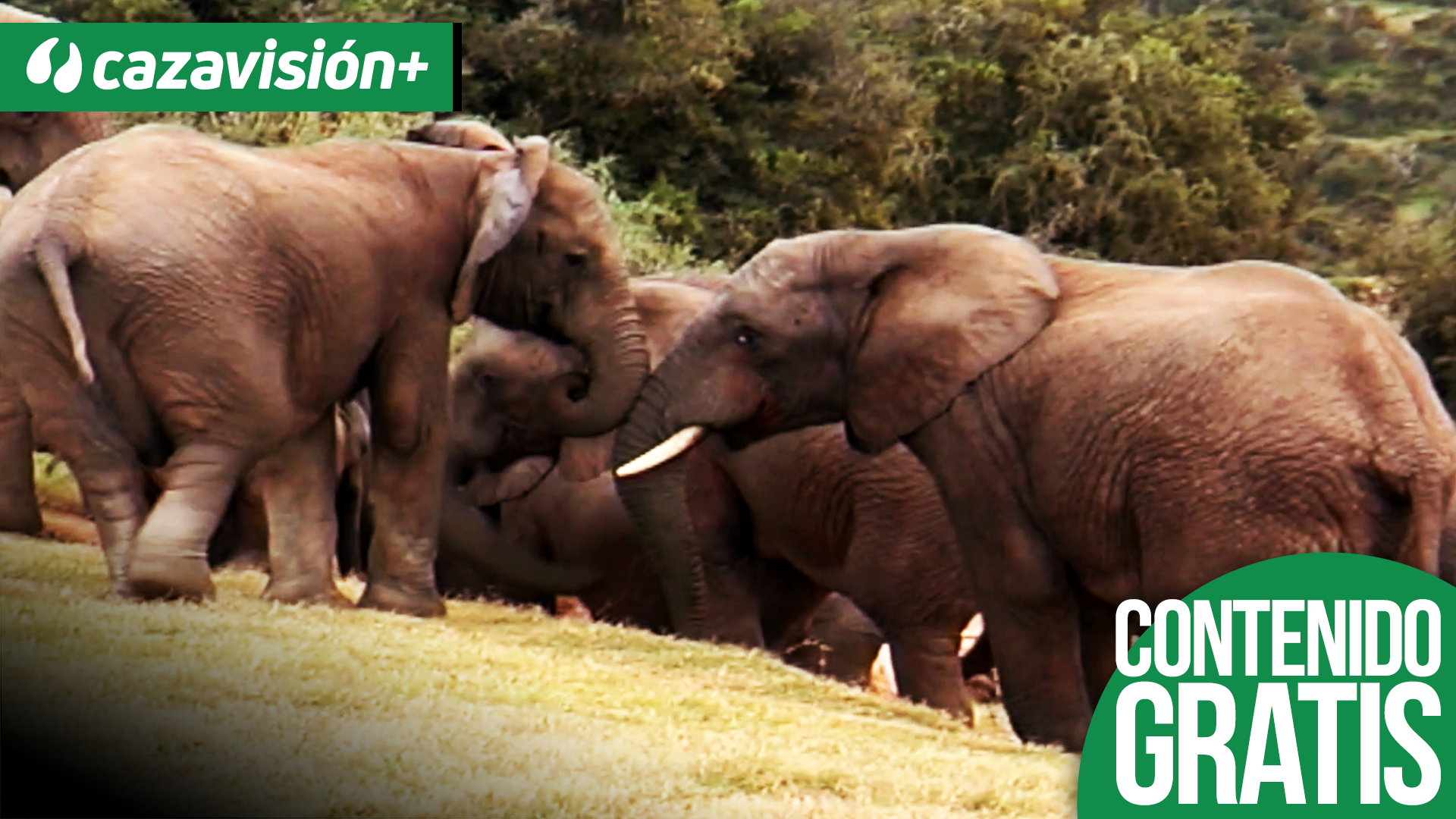 Safari de elefante entre leones