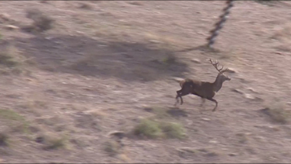 Montería en Rosalejillo 2017-2018