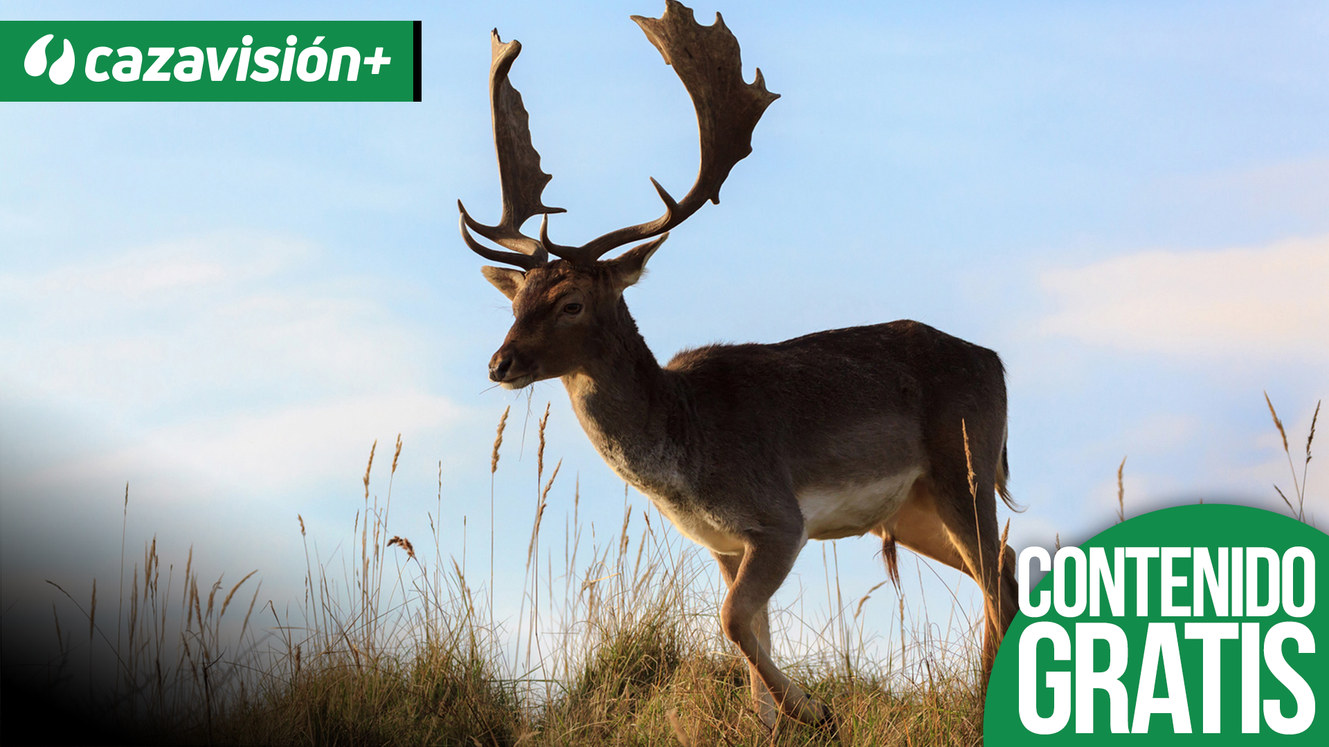 Recechando Gamos en el Alqueva