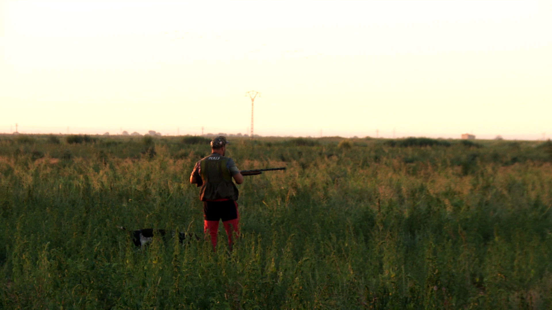 El reino de la codorniz