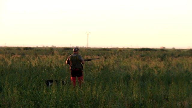 El reino de la codorniz