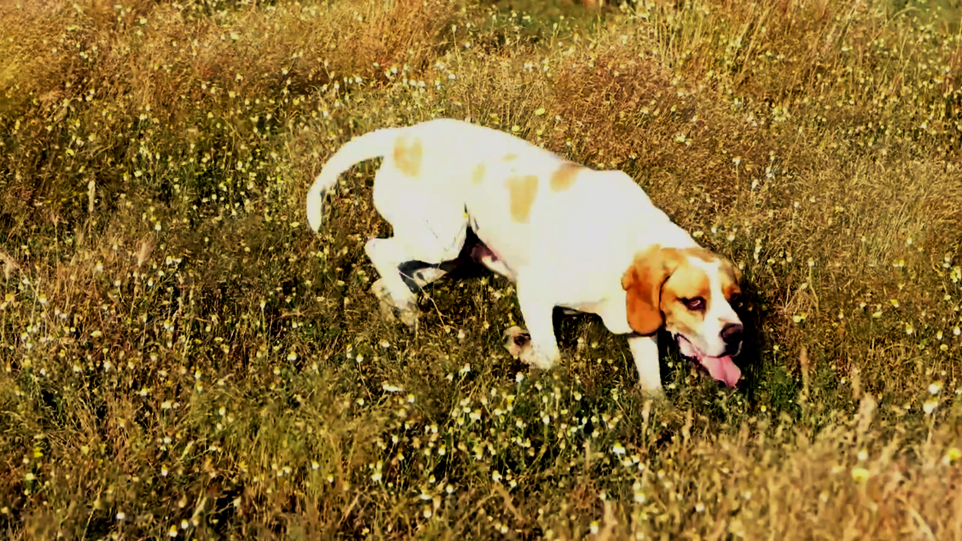Codornices con pachones navarros en Extremadura