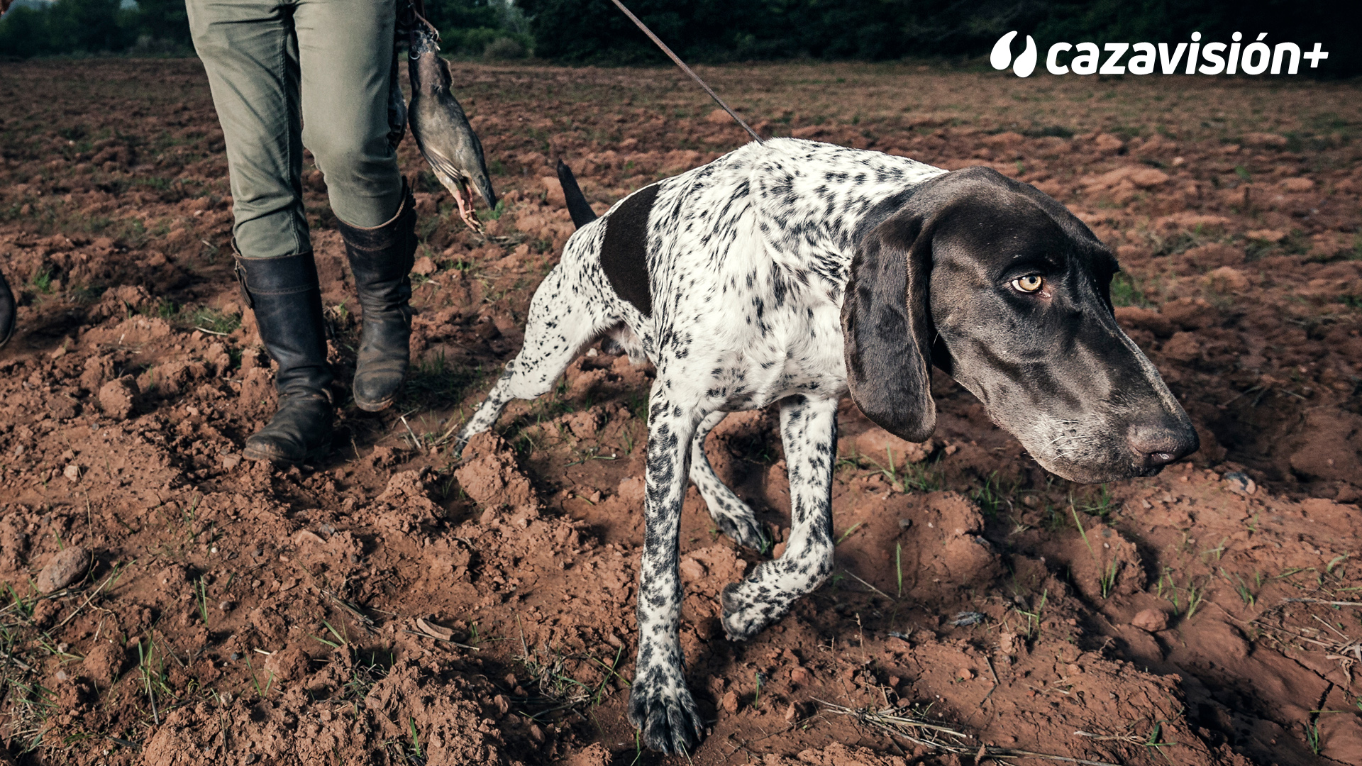 Curso de adiestramiento. Cap 8: La recuperación de la pieza. El rastro