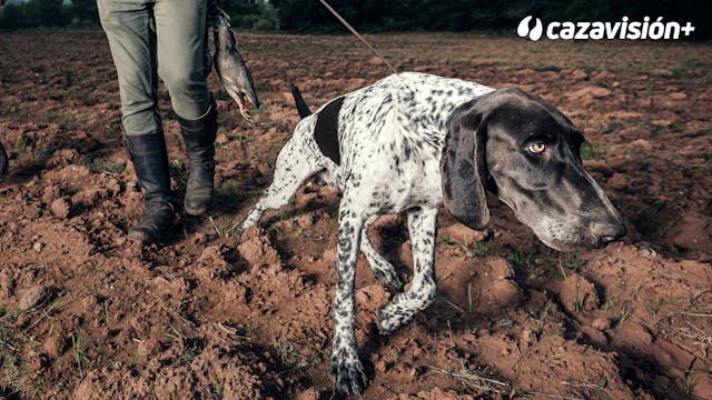 Curso de adiestramiento. Cap 8: La re...