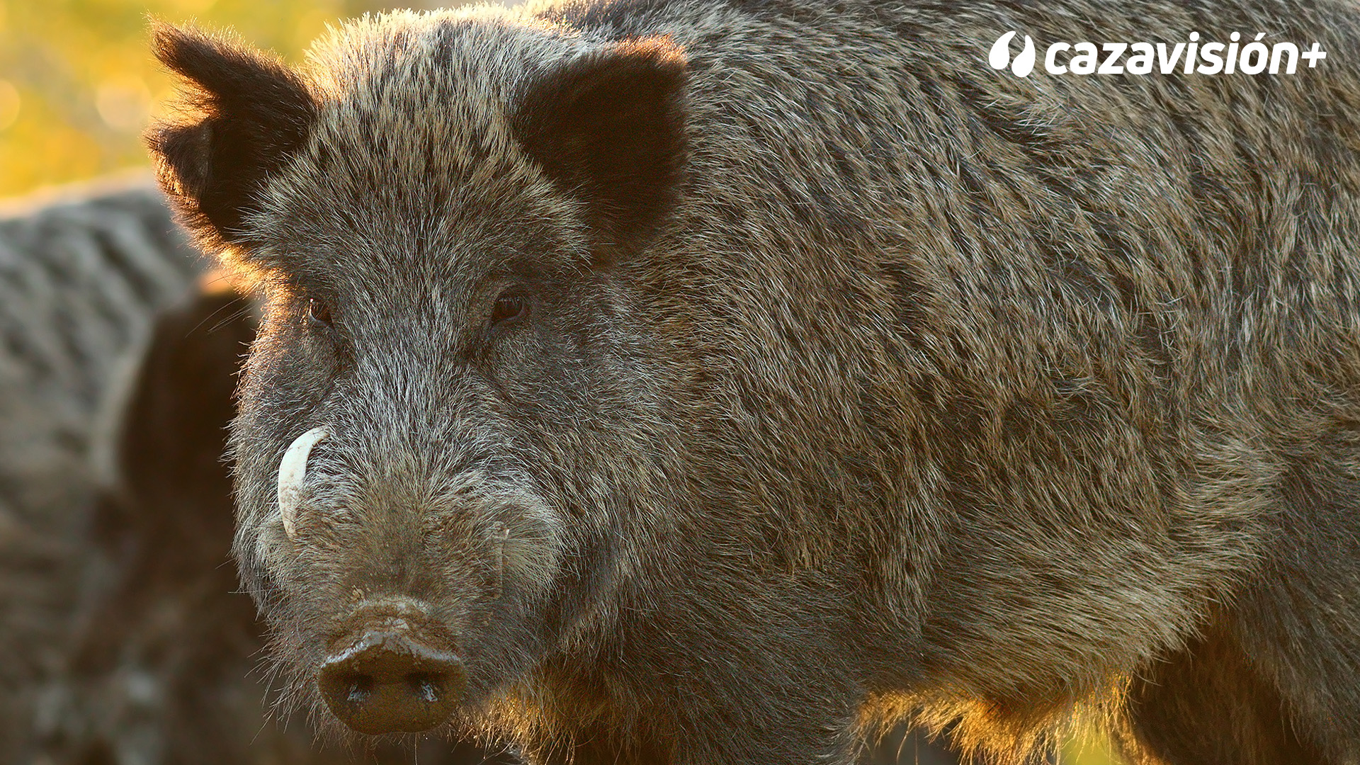 Montería en La Hoya