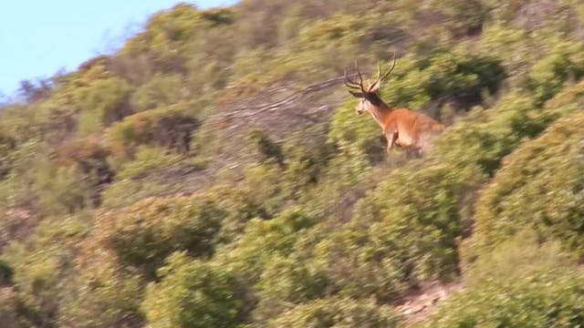 Montería en Las Beatas