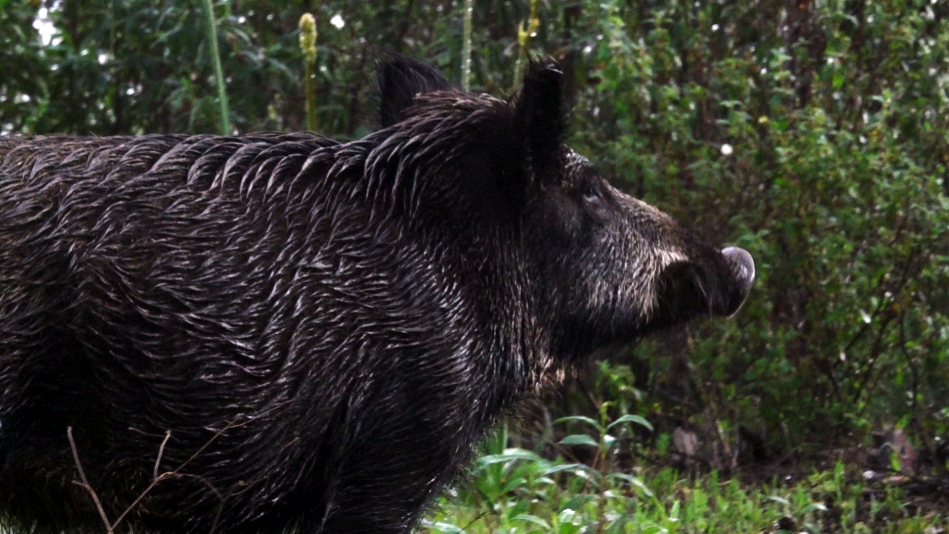 Montería de Jabalíes del Alqueva