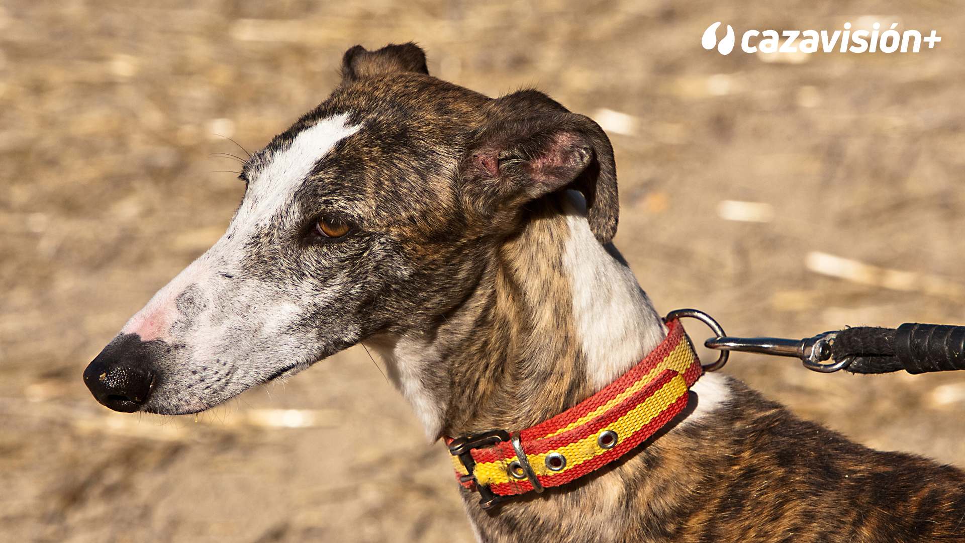 Razas Ibéricas: El galgo español