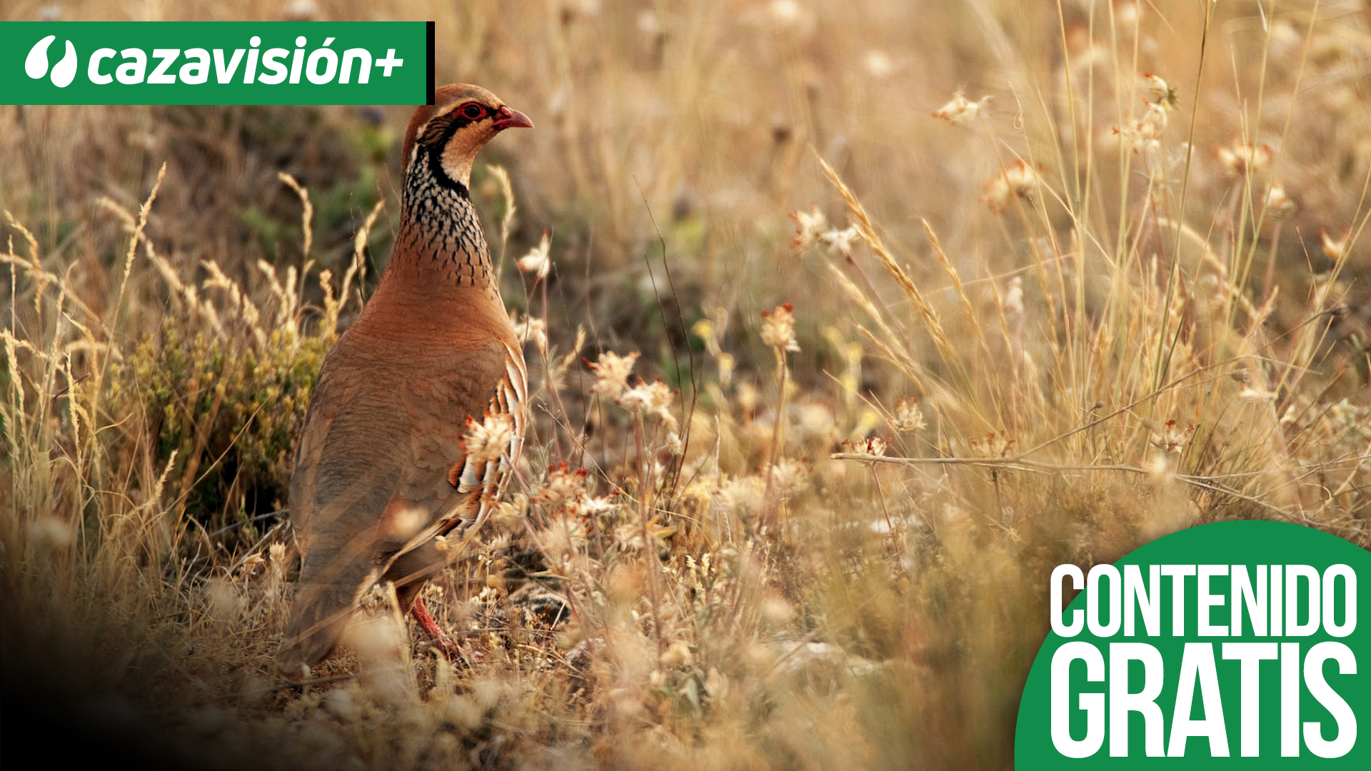 Perdices, recuperando poblaciones silvestres