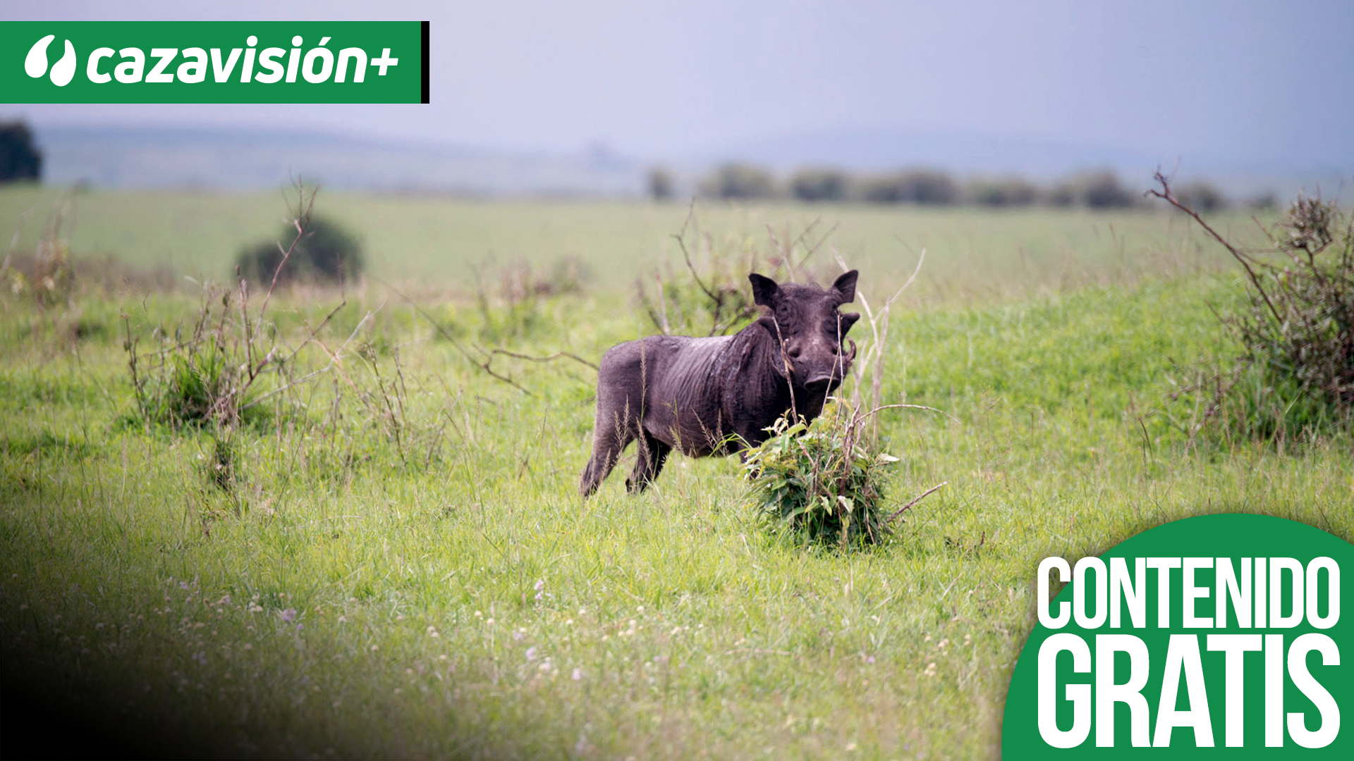 Punto final a un apasionante safari