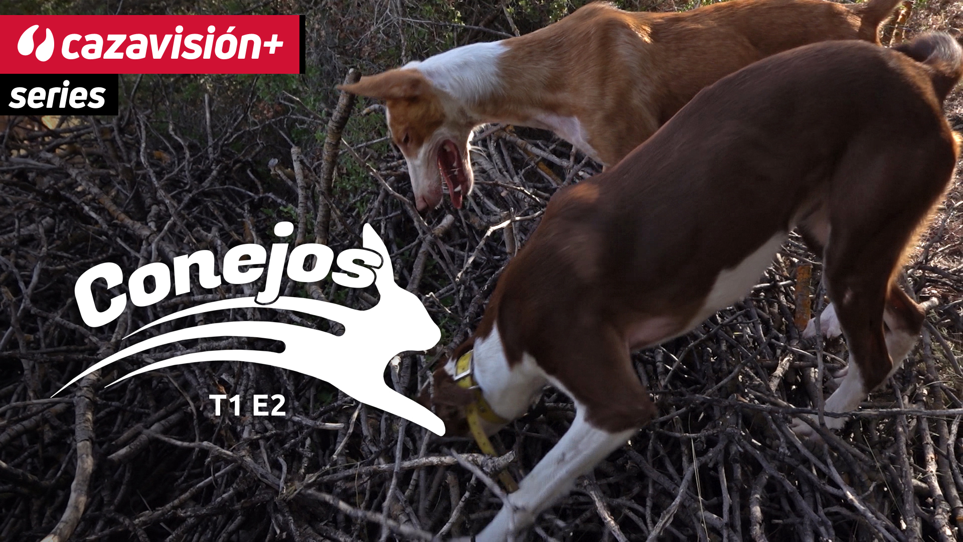 Xarnegos entre leña y monte