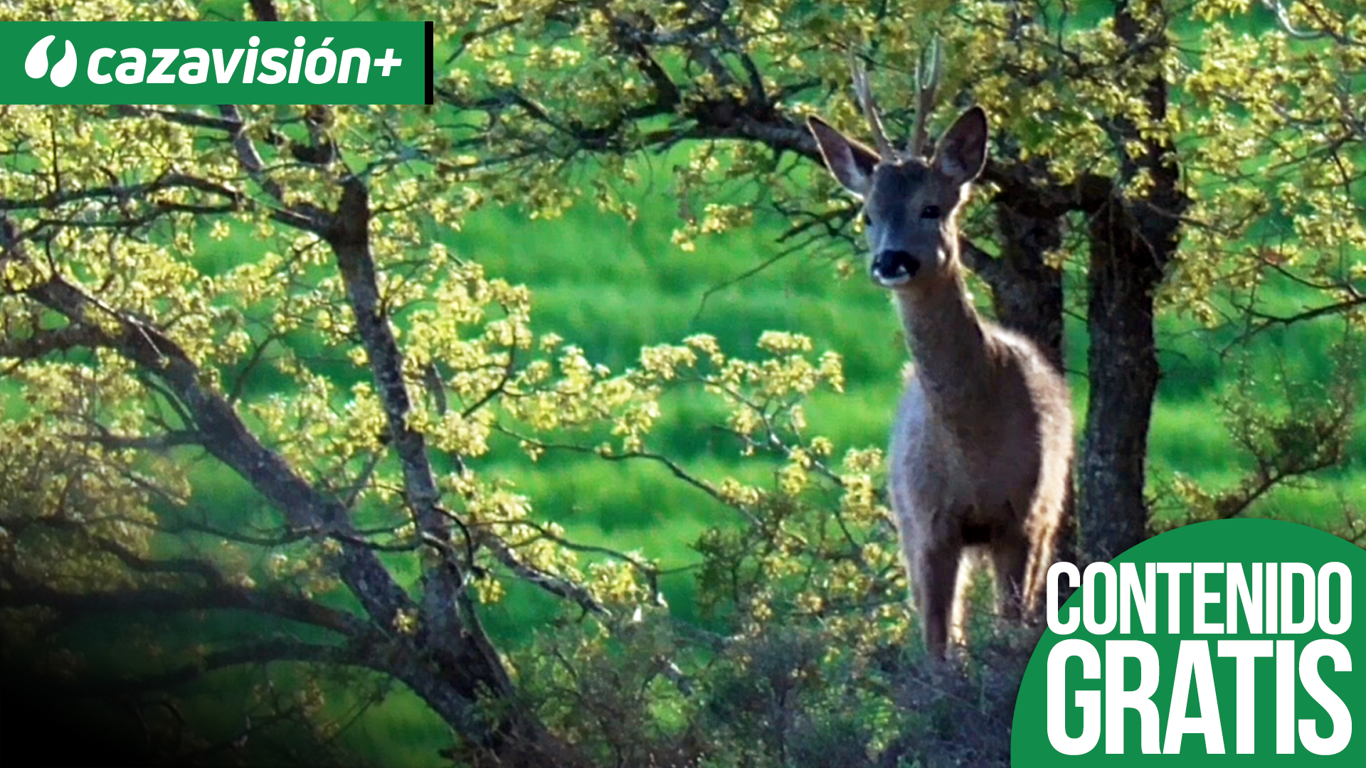 Corzos y lobos. La eterna persecución