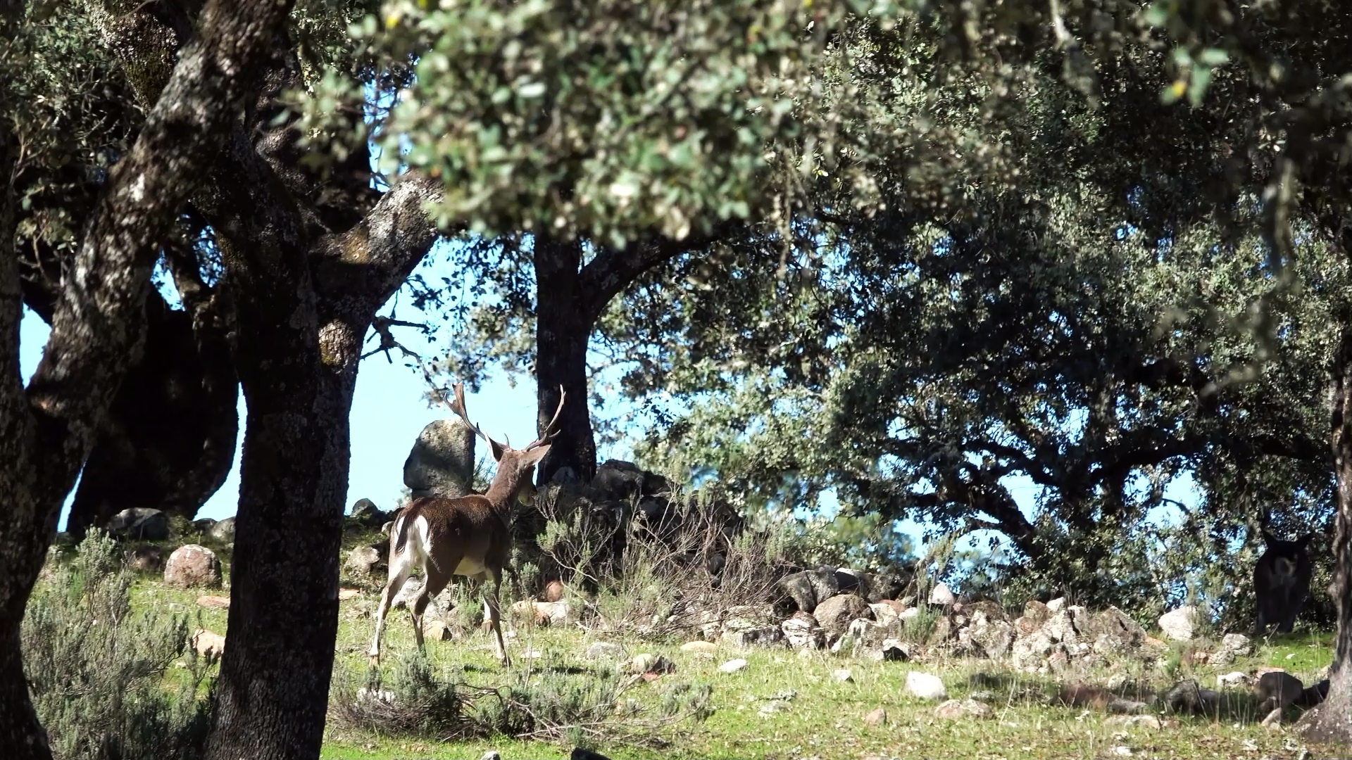 Montería de gamos y venados en Sierra Morena