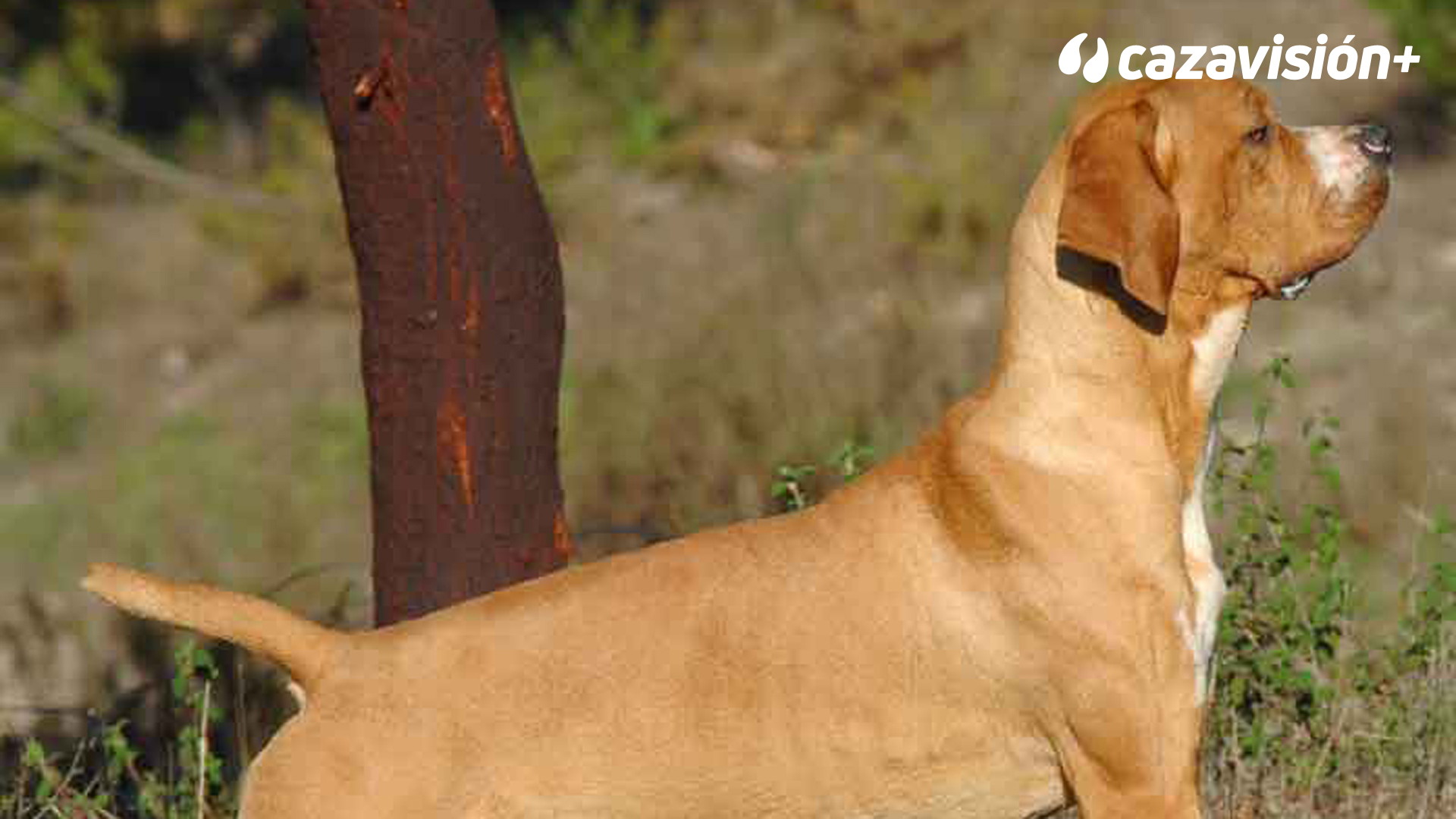 Razas Ibéricas: El perdiguero portugués, un perro polivalente