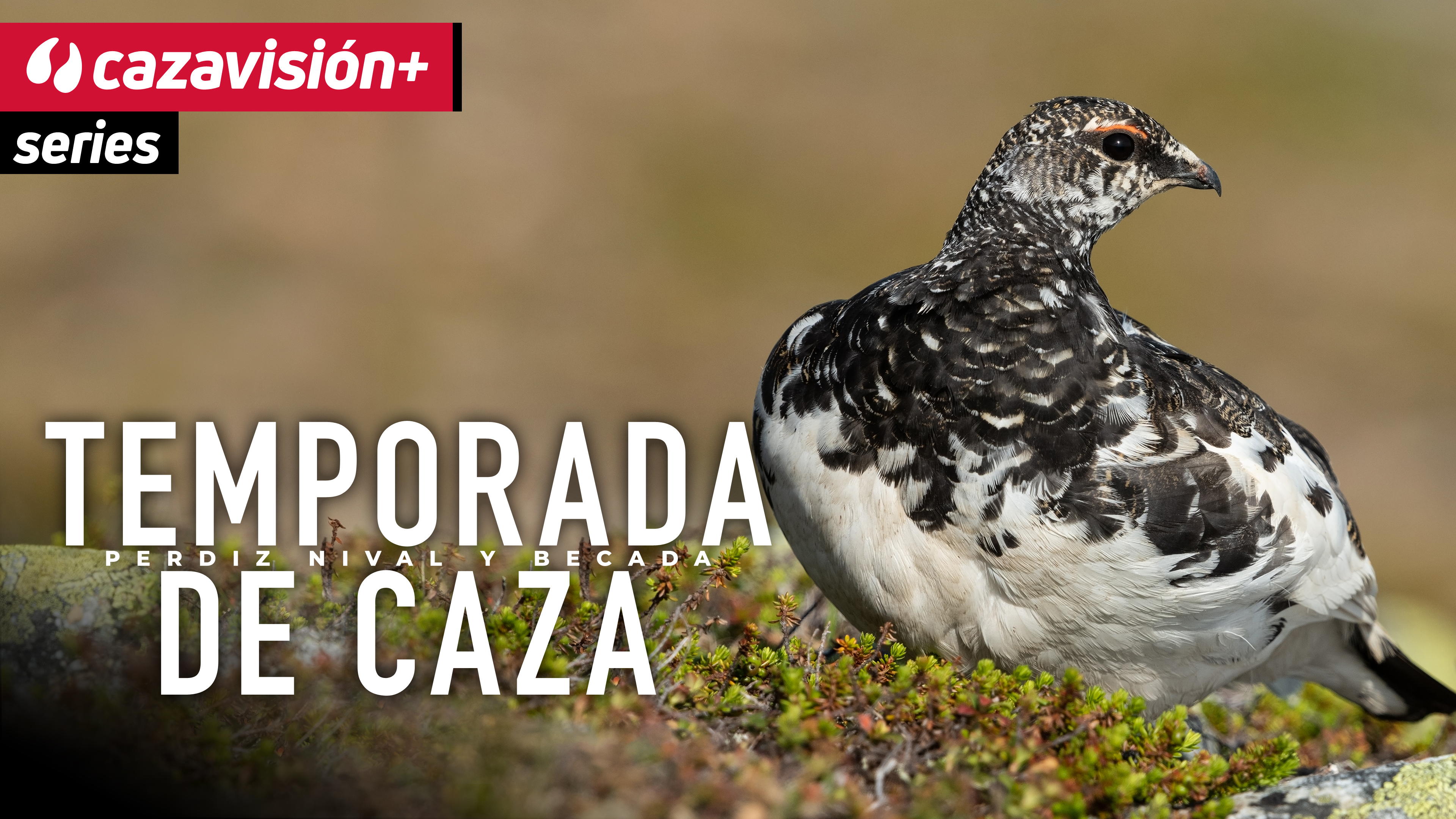 Temporada de caza: perdiz nival y becadas