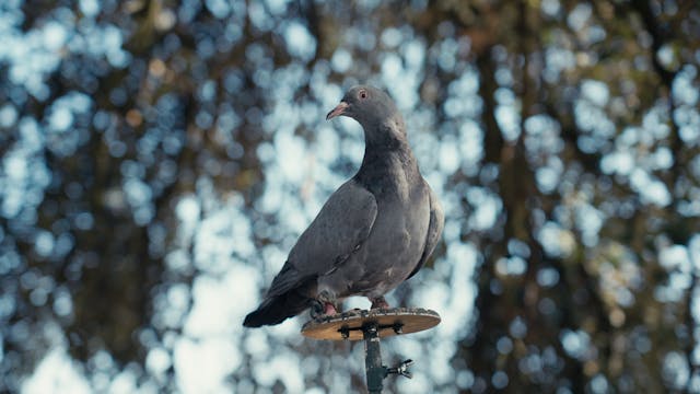 Torcaces a balancín