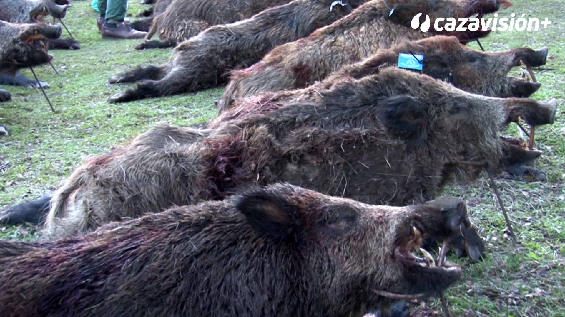 Montería en La Virgen