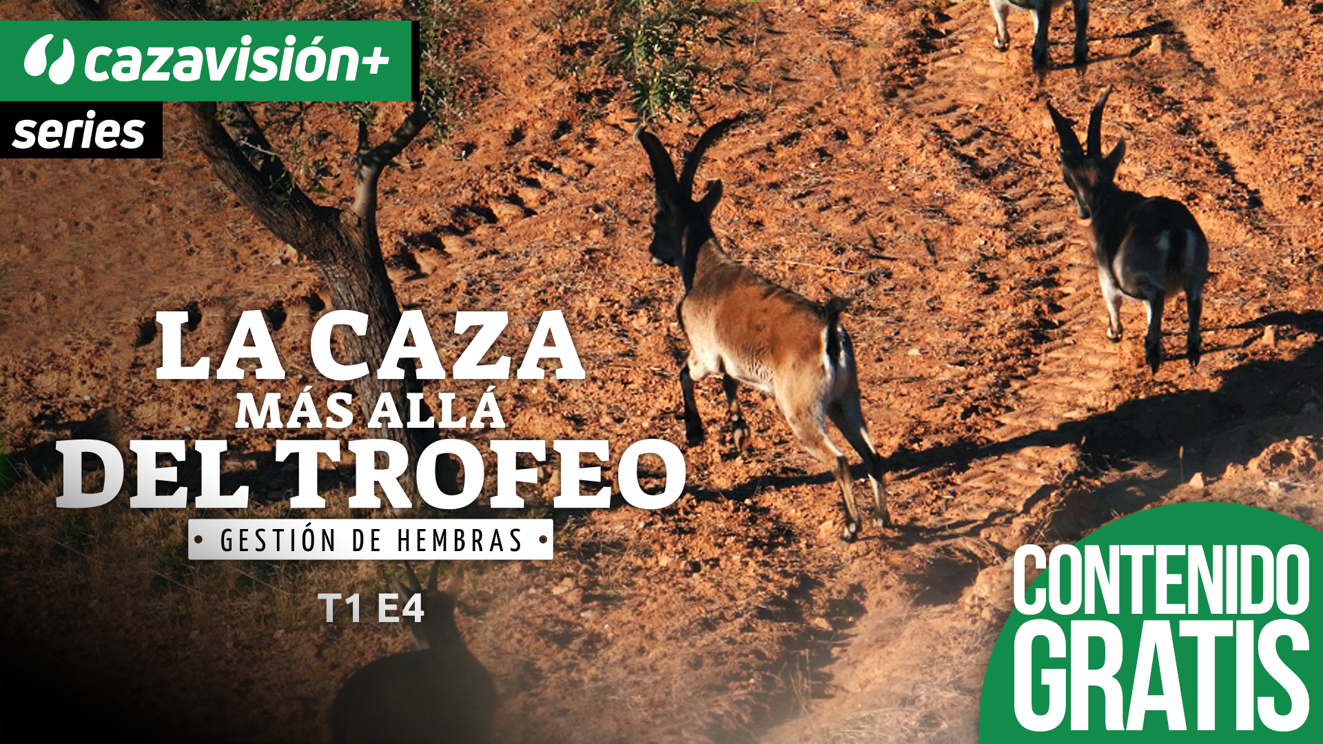 La caza se enseña, cazando y comiendo