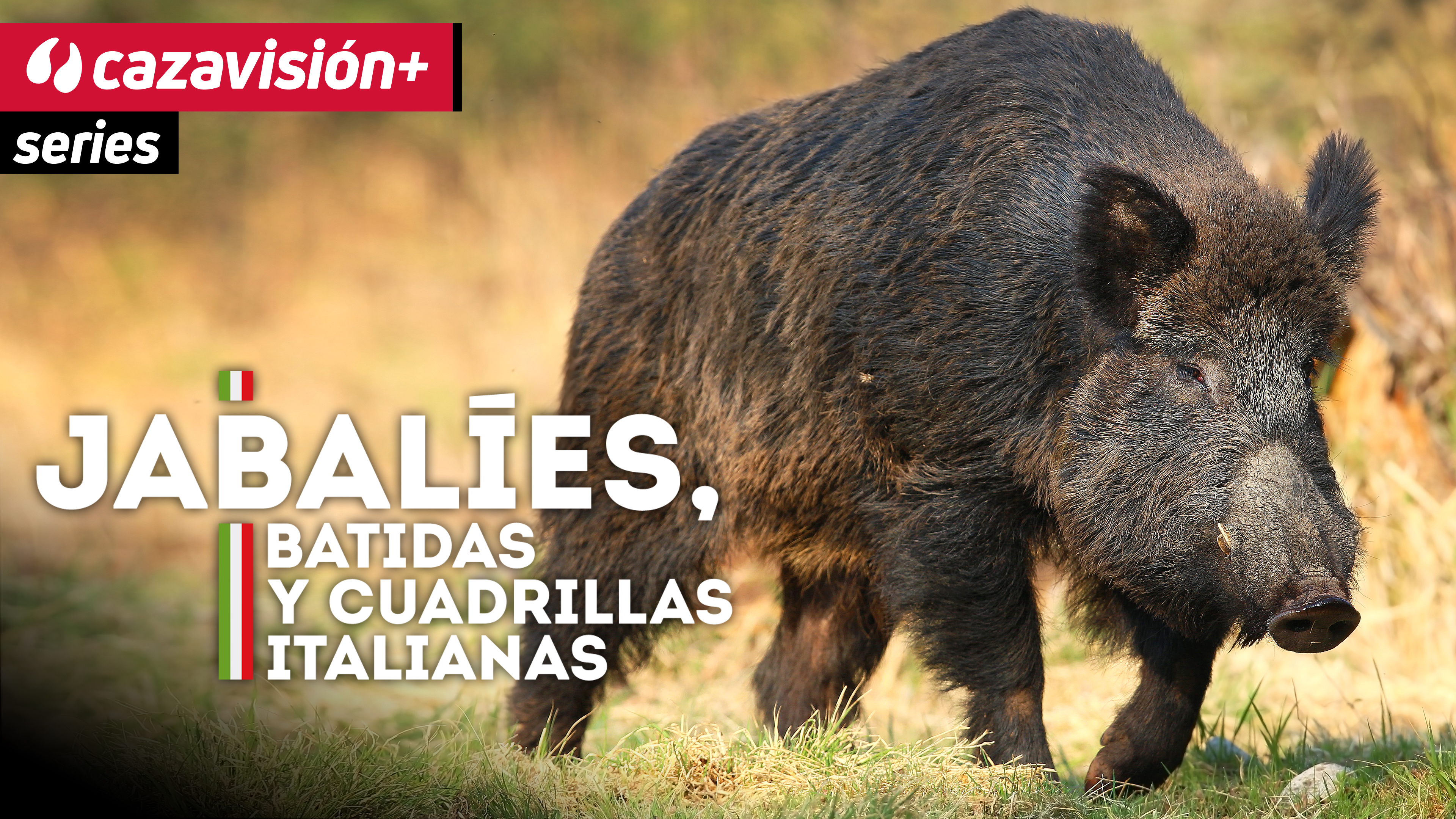 Jabalíes, batidas y cuadrillas italianas