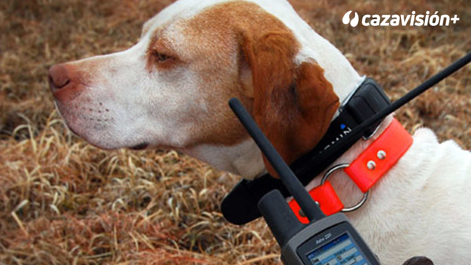 Curso de adiestramiento. Cap 10: El collar educativo
