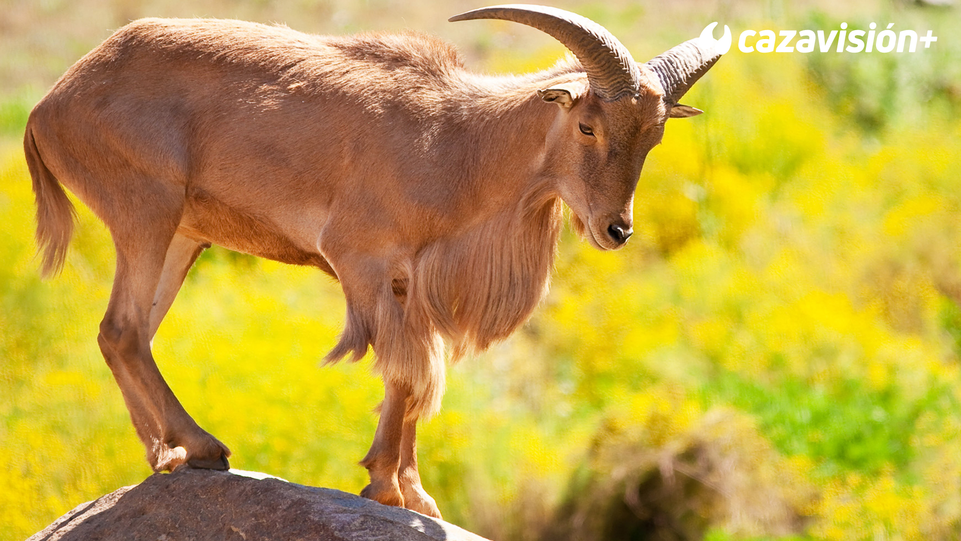 Los arruís, un valioso recurso