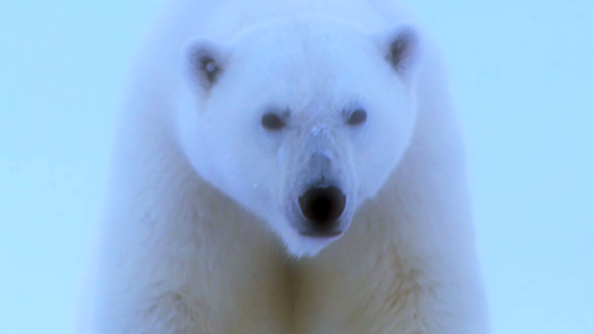 En el mundo blanco, tras el oso polar