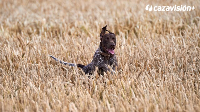 Curso de adiestramiento. Cap 1: Funda...
