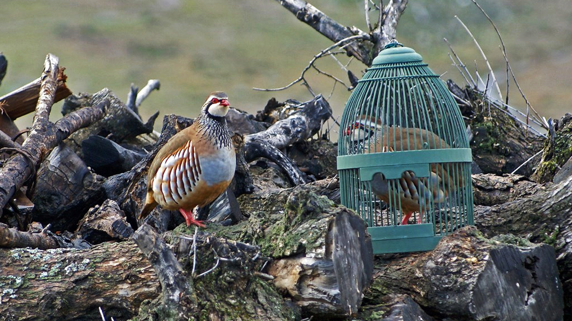El reclamo y sus técnicas de tiro