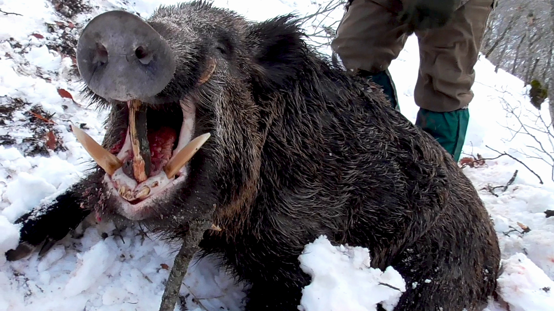 Jabalíes como osos en Turquía. Recechos nocturnos en y batidas