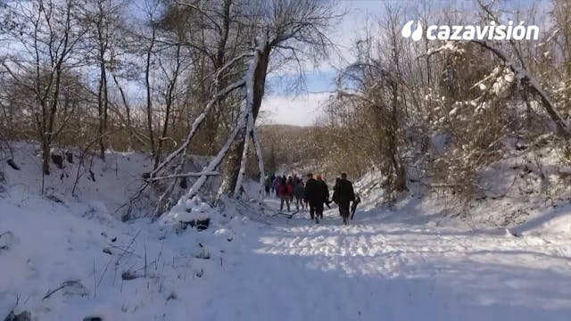 Faisanes sobre la nieve en Hungría