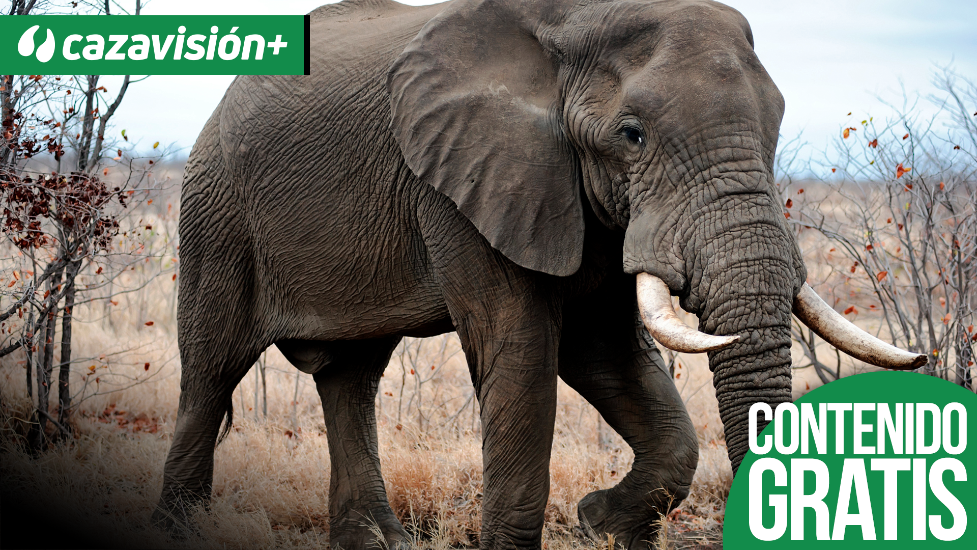 Safari de elefante y antílopes