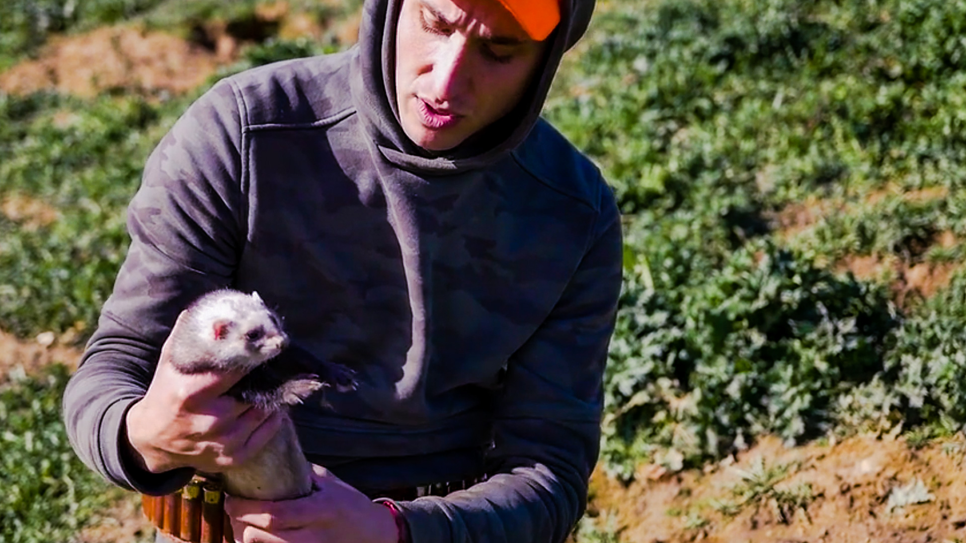 Conejos con hurones en Meco