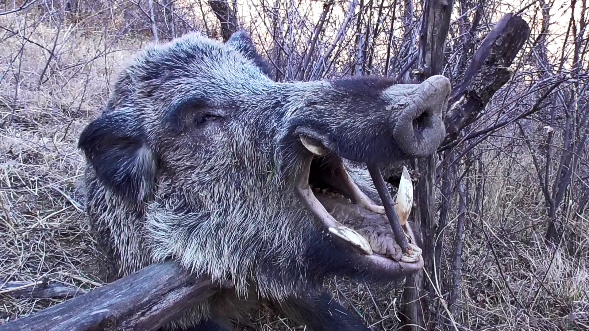 Tayikistan. Última frontera de jabalíes colmilludos 2