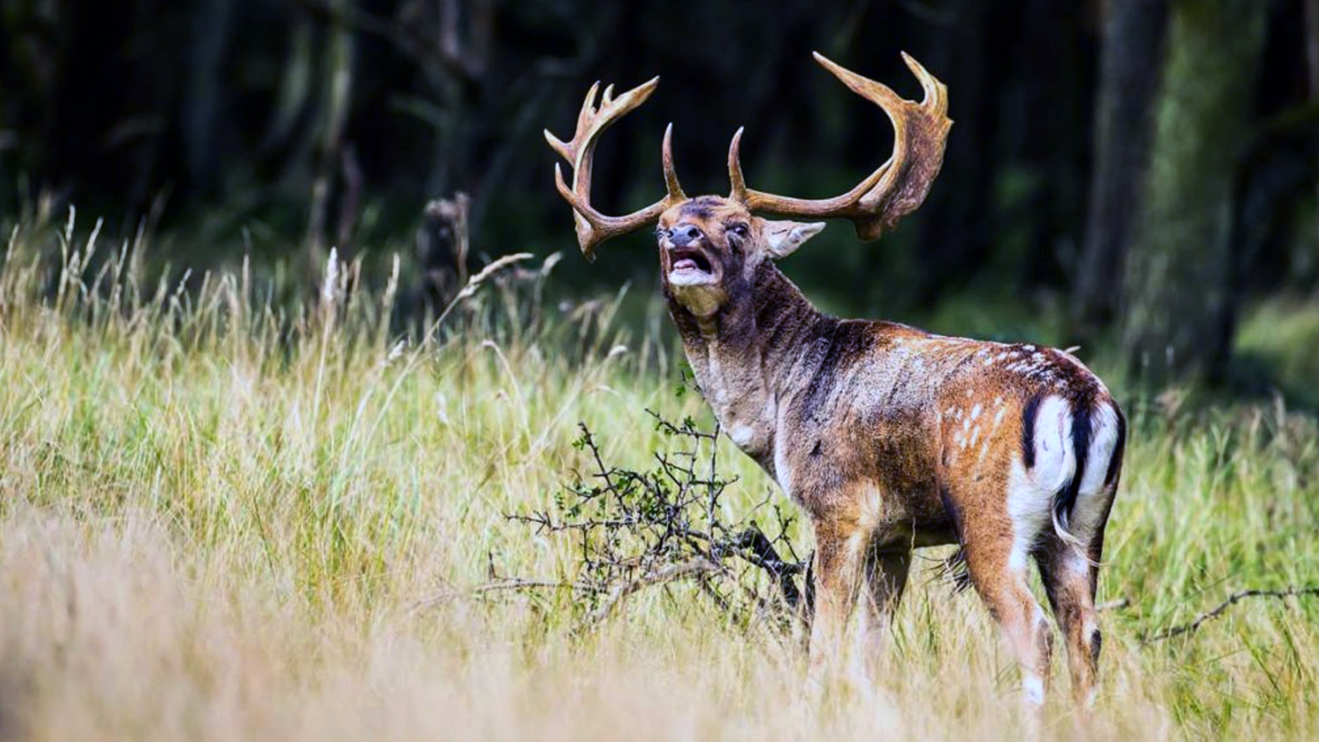Un espectacular gamo en la ronca