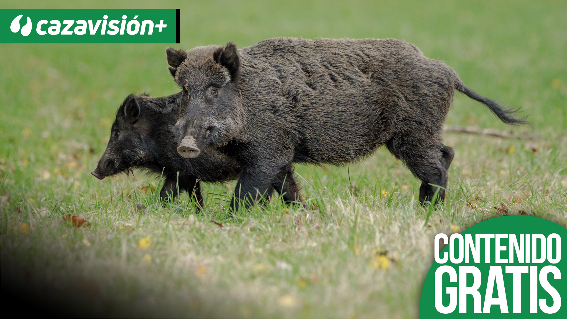 En las Pilas monteando jabalíes