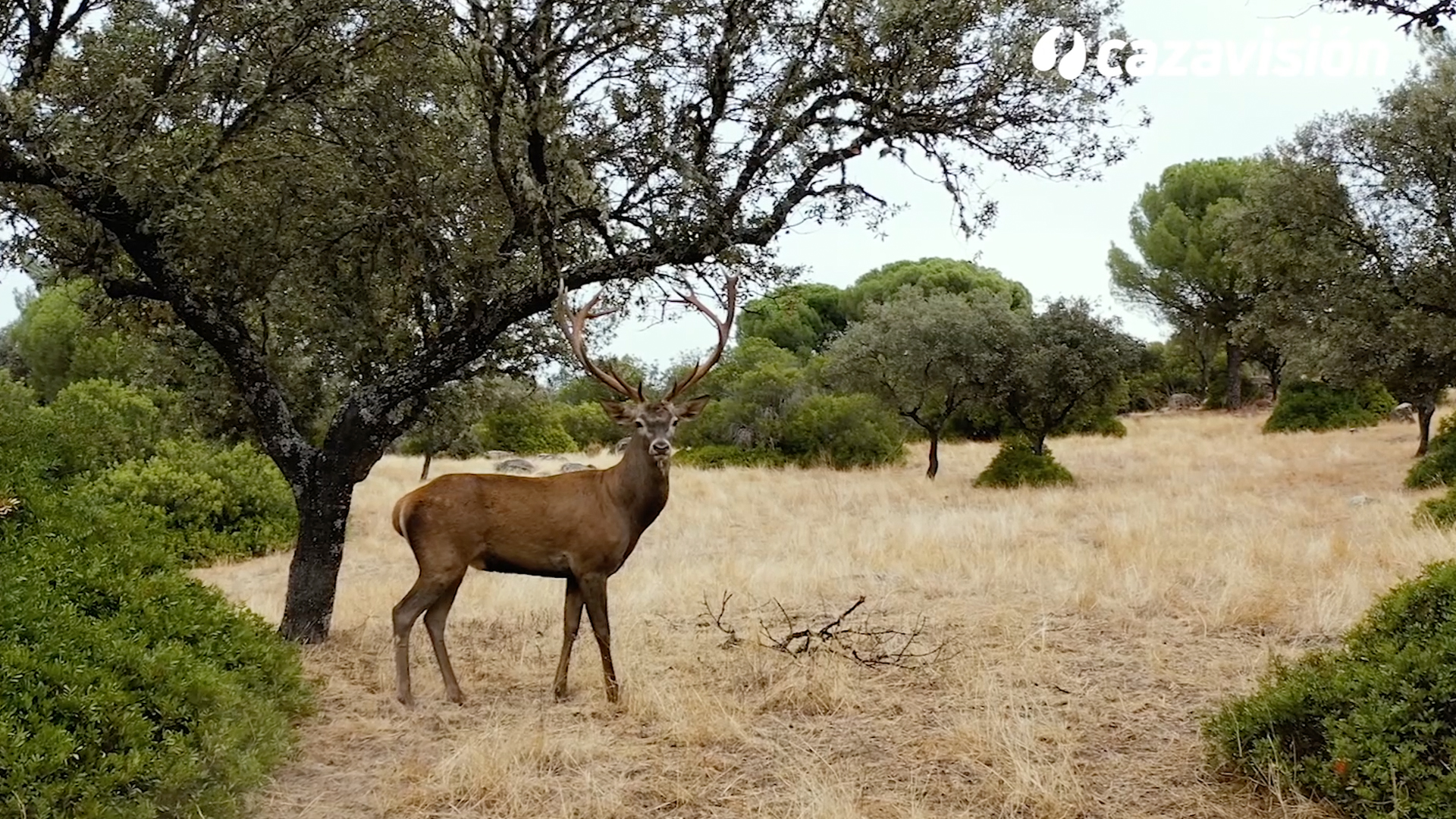 Berreando entre encinas
