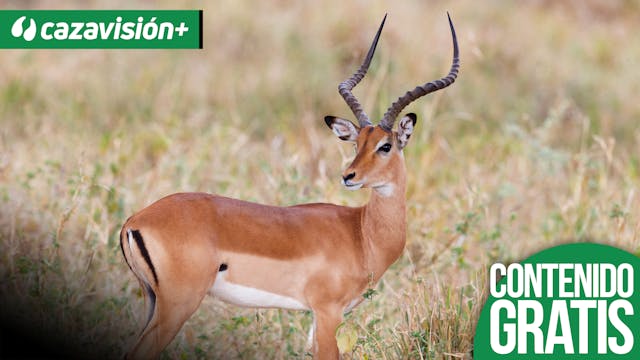 Caza de elefante y antílopes con Bren...