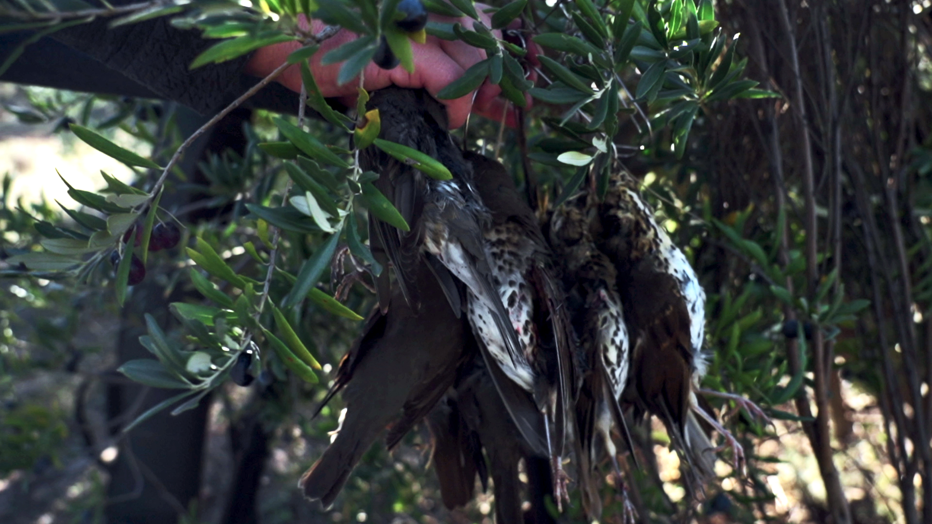 El lado bueno de la caza