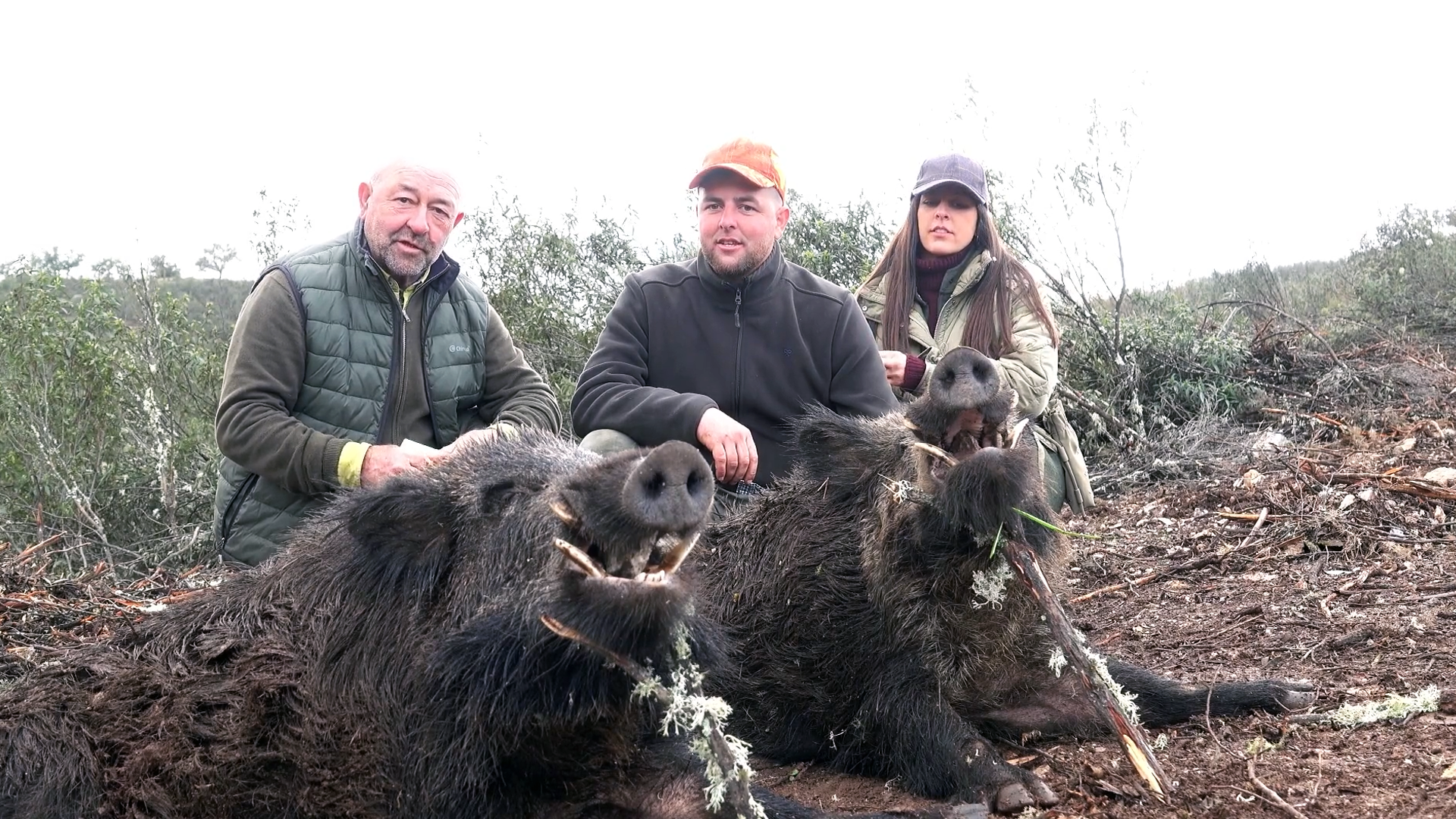 Jabalíes en la Sierra: Montería en Aracena