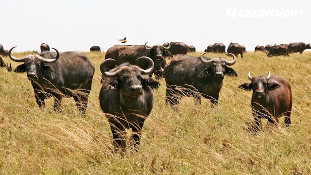 Tras el búfalo africano