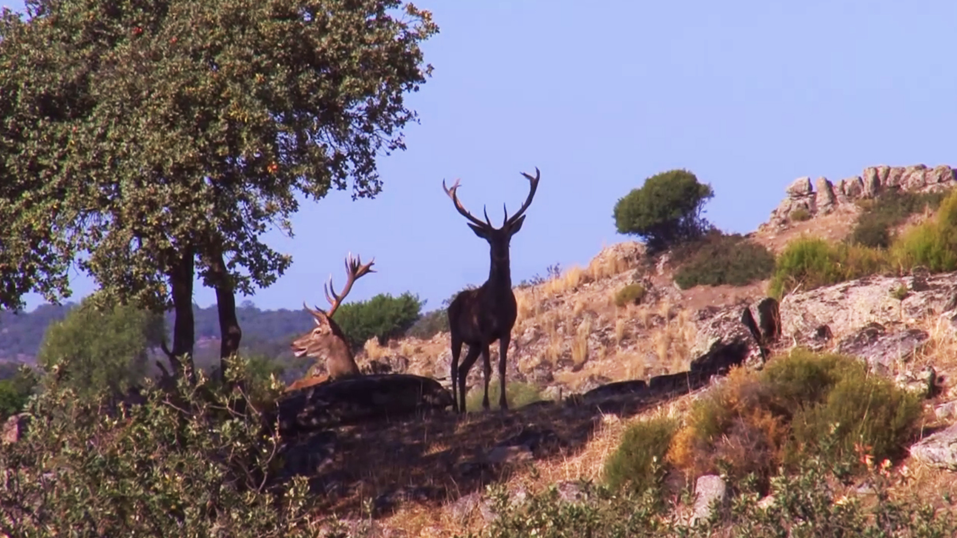 Montería en la Loma del Caballero