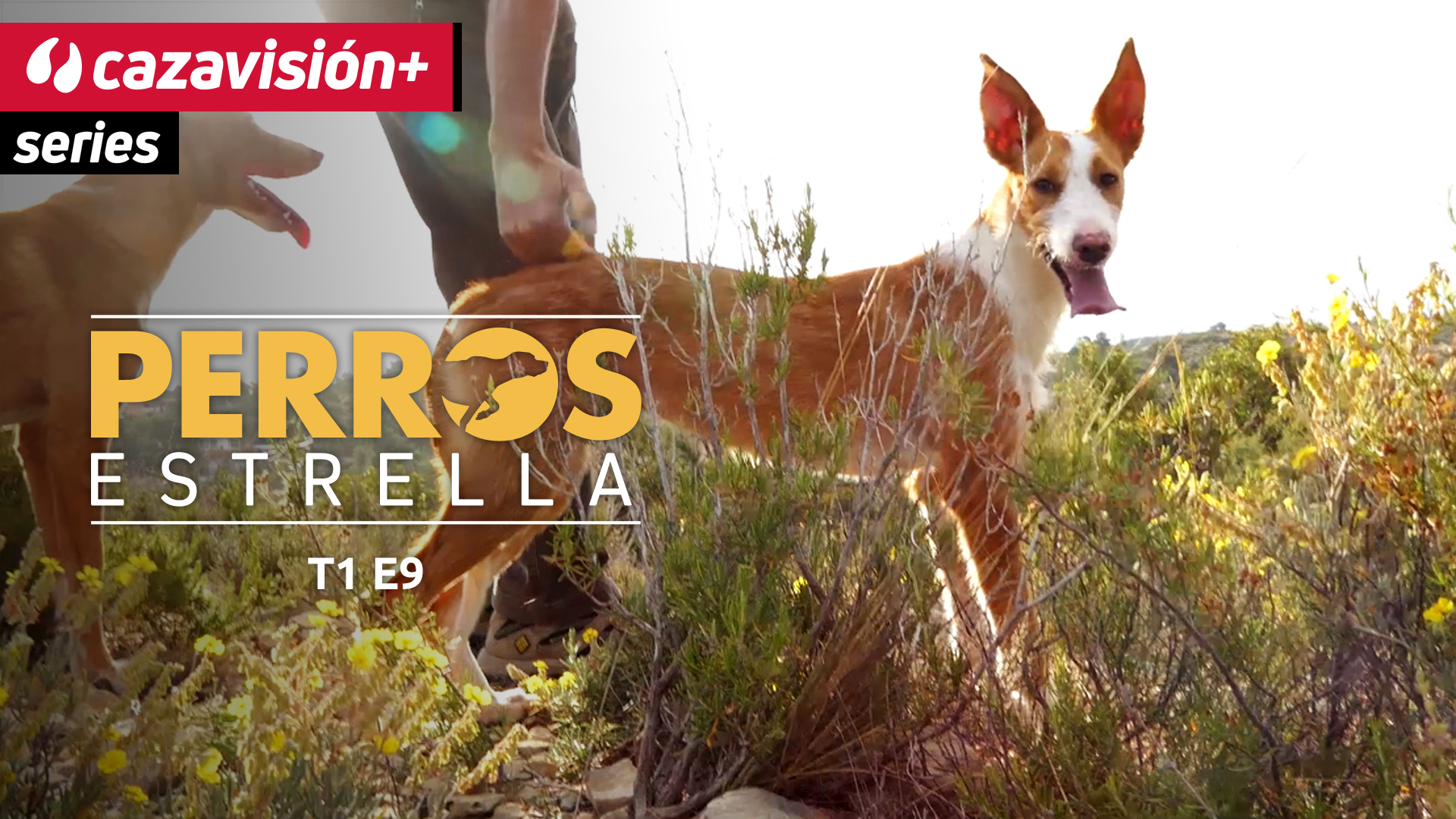 Xarnego valenciano, cuando la estrella es la recova de podencos