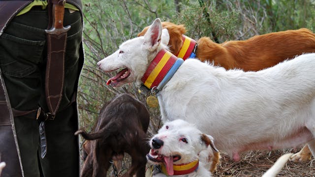 Venados, gamos, muflones y jabalíes e...