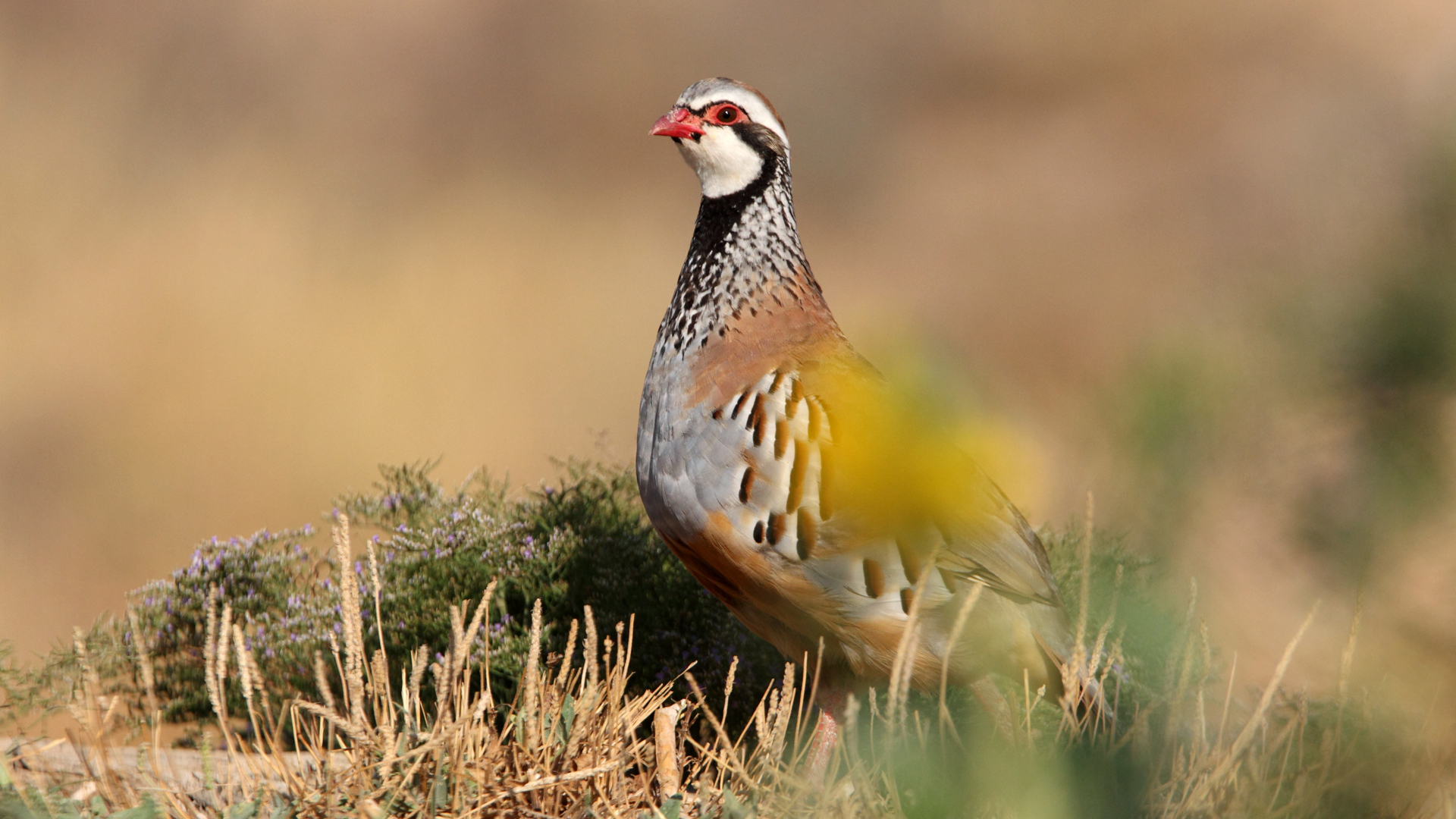 Perdices al salto en León