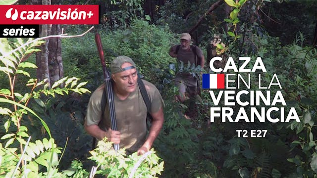 Caza de palomas y murciélagos en Nuev...