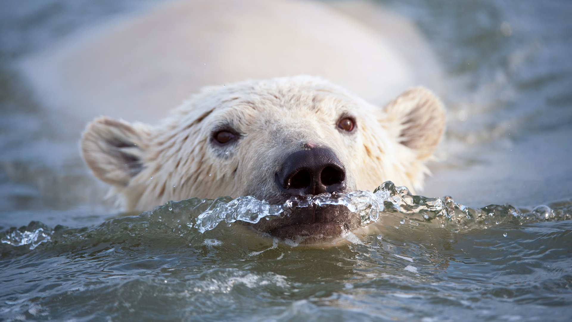 Caza tradicional y moderna del oso blanco