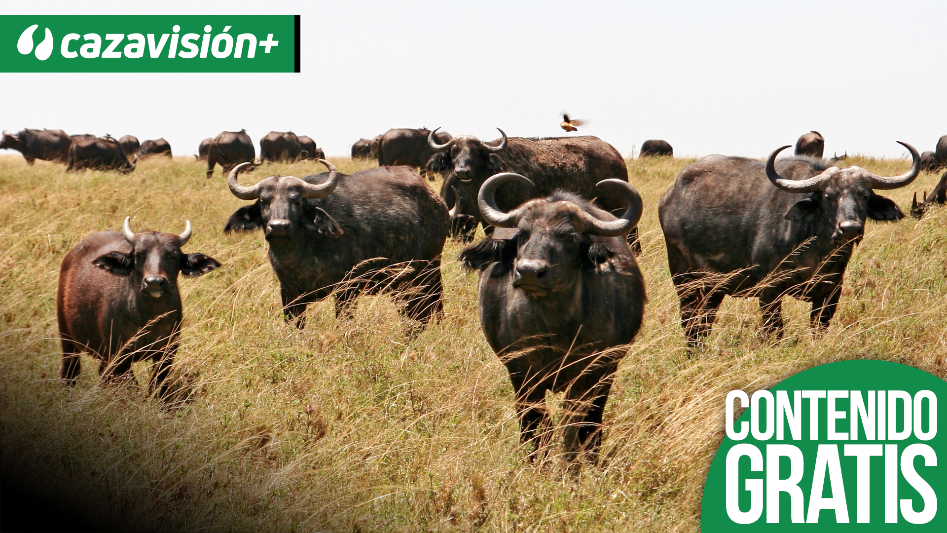 Tras el búfalo africano
